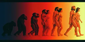 Stampe di L'evoluzione umana. Illustrazione che mostra le fasi dell'evoluzione degli esseri umani Immagini datate 2002: L'arte dell'evoluzione umana in tutte le sue fasi.