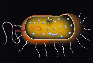 Stampe di Illustrazione di taglio della struttura interna di una cellula batterica tipica. La parete cellulare batterica (arancione e marrone) copre la membrana plasmatica (bianca) Immagini datate 1988: Opere d'arte sulla struttura di un batterio