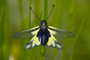 Dragonflies In Europe Stampe: Ascalaphid