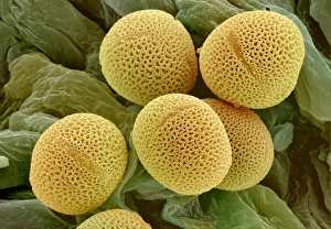 Stampe di Grani di polline del quercuo colpito dal raggio X (SEM) della pollen dei grani del Quercu excelsior Immagini datate 2000: Polvere di quercia d'aspro