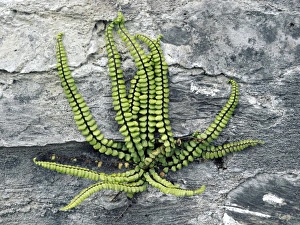 Asplenium Trichomanes Stampe: Asplenium trichomanes