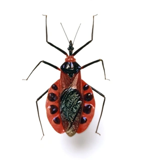 Assassin Bug Stampe: Assassin bug C016 / 5673