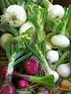 Allium Cepa Images Stampe: Assorted alliums