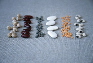 Dry Legumes Stampe: Assorted beans and pulses