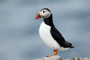 Fratercula Arctica Stampe: Atlantic puffin