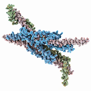 Cellular Energy Production Stampe: ATPase molecule