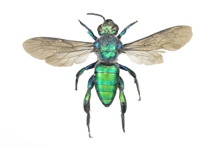 Stampe di L'ape sudorella Augochlora (Augochlora pura). Le api sudorelle sono chiamate così perché spesso si attraggono dal sudore. Questo esemplare provienedal Brasile Immagini datate 2011 ottobre: Ape Augocloro (nome comune) Ape sudorella di Augochlorella