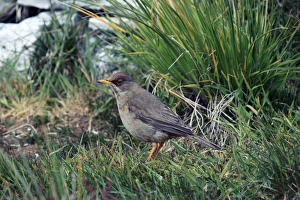 Falkland Islands Nature Photography Stampe: Austral thrush
