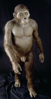 Early Human Evolution Stampe: Australopithecus afarensis