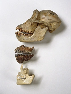 Stampe di Australopithecus afarensis mandibola di confronto con il cranio del cimpanzetto, la mandibola A. afarensis (centro) e le mascelle umane. Questa comparazione mostra che le prominenti mascelle dell'A Immagini datate 11 marzo 2013: La comparazione del mascella dell'Australopithecus afarensis