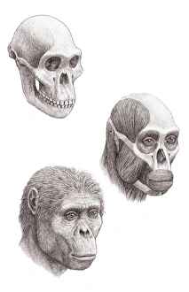 Australopithecus Africanus Stampe: Australopithecus africanus