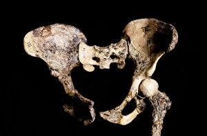 Stampe di L'Australopithecus africanus pelvis (STS-14). Questo fossile specimene è stato scoperto nel 1947, a Sterkfontein, in Sudafrica Immagini datate 2013 aprile: L'osso sacro di Australopithecus africanus, STS-14 C015/6919