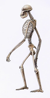 Stampe di L'Australopithecus africanus scheletro, impressione artistica. L'Africanus era un ominide bipedale che visse tra 3,5 e 2 milioni di anni fa Immagini datate 2006 giugno: Esoscheletro di Australopithecus africano