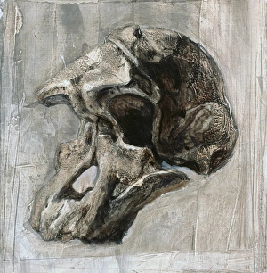 Early Human Ancestors Stampe: Australopithecus africanus skull
