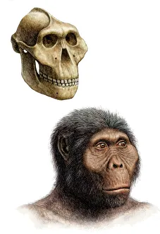 Ancient Human Ancestor Stampe: Australopithecus boisei