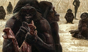 Early Human Evolution Stampe: Australopithecus culture