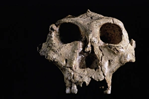 Immagini datate 2006 ottobre: Osso del cranio di Australopithecus robustus