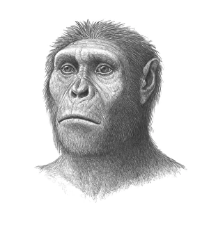Stampe di L'Australopiteco sediba. L'arte della testa di un maschio giovanile Australopiteca sediba ominide che visse in Africa del Sud intorno ai 1,8 milioni di anni fa Immagini datate 2010 giugno: L'Australia del pitecusa testa
