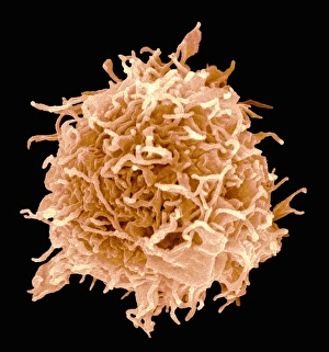 Immune System Cells SEM Stampe: B-cell, SEM