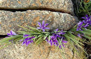 Western Cape Flora Stampe: Babiana framesii