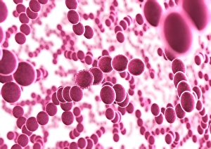 Stampe di Batteri. Artigianato informatico di una moltitudine di batteri sferici (cocci) Immagini datate 2003 settembre: Bacteria