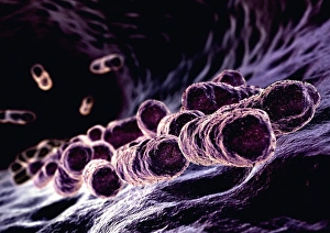Bacterial Cell Structure Stampe: Bacteria, computer artwork