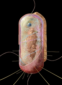 Gram Negative Bacteria Stampe: Bacterial cell