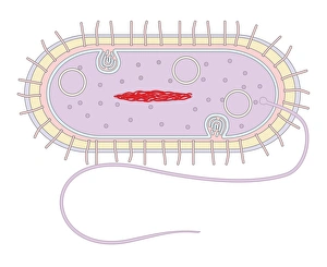 Bacterial Cell Structure Stampe: Bacterial cell structure, artwork
