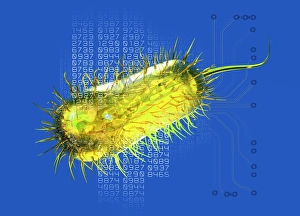 Il calcolo batterico, opera d'arte concettuale