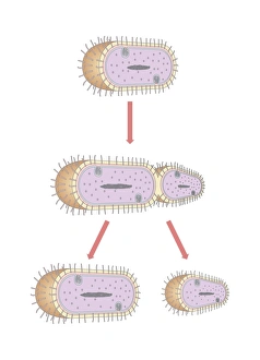 Binary Fission Process Stampe: Bacterial replication, artwork
