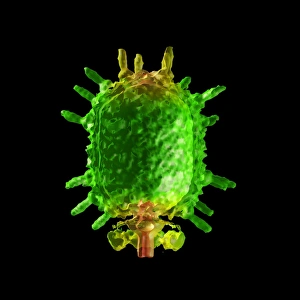 Stampe di Il batteri-fago fil29, modello informatico. Sezione trasversale di fil29 creata utilizzando il software UCSF Chimera e dati da microscopia a risonanza d'elica criogenica Immagini del 3 marzo 2008: Fagotto batterico filo 29, modella informatica