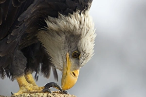 Eagle Species Stampe: Bald eagle