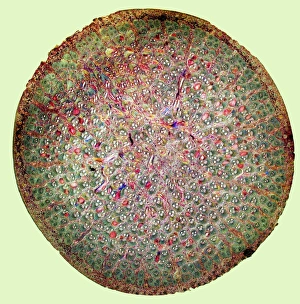 Polarised Light Microscopy Images Stampe: Bamboo stem, light micrograph