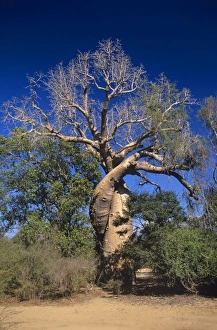 Adansonia Grandidieri Stampe: Baobab tree