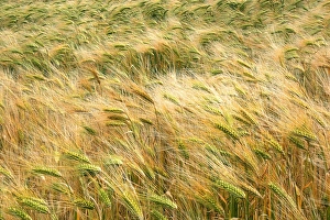 Hordeum Vulgare Stampe: Barley