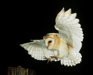 Stampe di La fenice di granai. Fotografia a velocità alta di una fenice di granai europea (Tyto alba) che si abbassa dall'aria per catturare carne da un tronco d'albero Immagini datate 2000: Fagiano di bosco