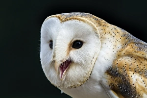 UK Wildlife Photos Stampe: Barn owl calling