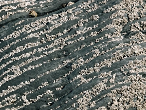 Low Tide Coastal Scenery Stampe: Barnacles on rocks