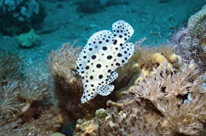 Indonesian Marine Life Stampe: Barramundi cod