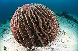 Barrel Sponge Stampe: Barrel sponge