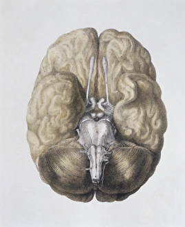 Stampe di La base del cervello, opera d'arte anatomica storico. La parte anteriore del cervello è in cima. L'origine dei dodici nervi craniali viene mostrata qui Immagini datate 2004 dicembre: Basi del cervello