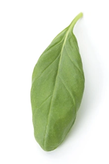 Aromatic Plants Stampe: Basil leaf