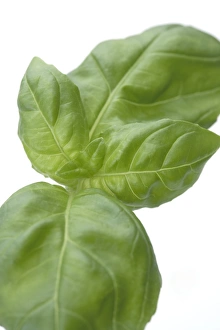 Fresh Basil Stampe: Basil leaves