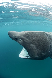 Cetorhinus Maximus Stampe: Basking sharks