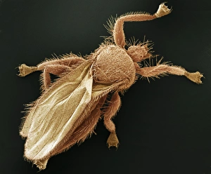 Stampe di Libellula volpe con microscopia elettronica a scansione colorata (SEM). Queste libelle sono parassiti esterni delle pipistrelli (famiglia Streblidae) Immagini datate 2006 maggio: Mosca di cavallo, SEM