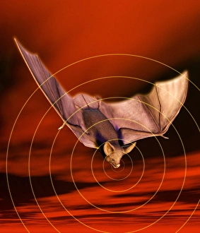 Stampe di Il sistema di echolocalizzazione della balena, arte informatica Immagini datate 2005 settembre: Il figlio del re uccide il suo padre con un colpo di bastone e poi si nasconde nella tomba per evitare la vendetta dei