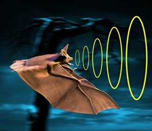 Stampe di Il sistema di ecolocalizzazione del bat, arte informatica Immagini datate 2005 settembre: Il figlio del re uccide il suo padre e diventa re