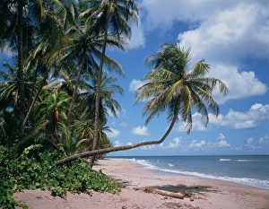 Caribbean Coastlines Stampe: Beach on Grenada