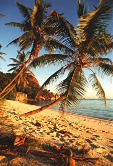 Tropical Beach Scenery Stampe: Beach with palm trees