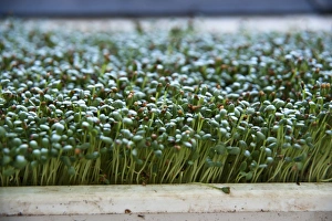Stampe di Fagiolini di soia vicino alla chiusura in un'azienda agricola biologica Immagini datate 2013 marzo: Fagiolino verde